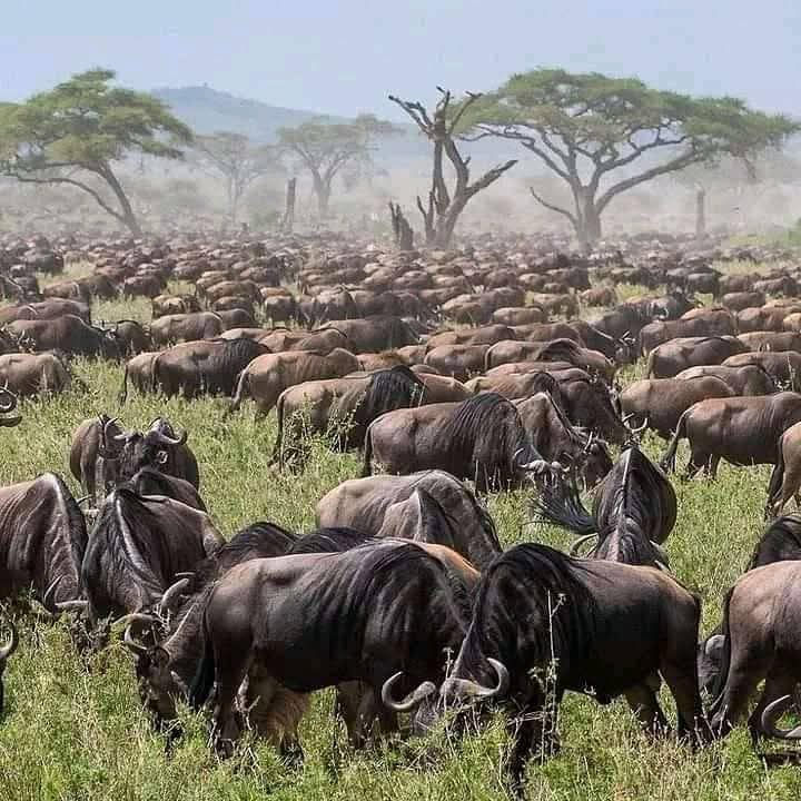10-Day Northern Tanzania Premier Wildlife & Scenic Circuit