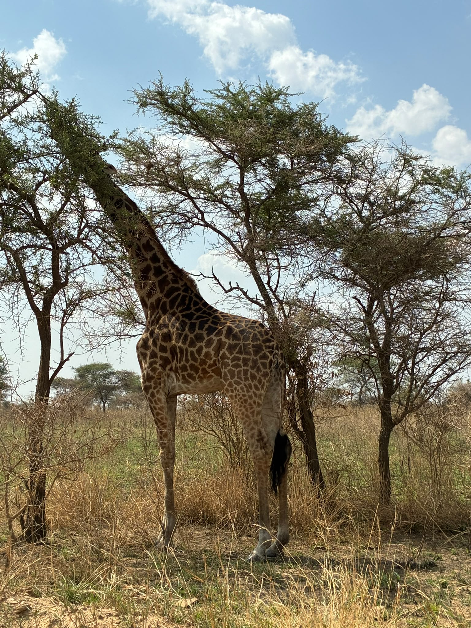 Baboon beside a safari vehicle