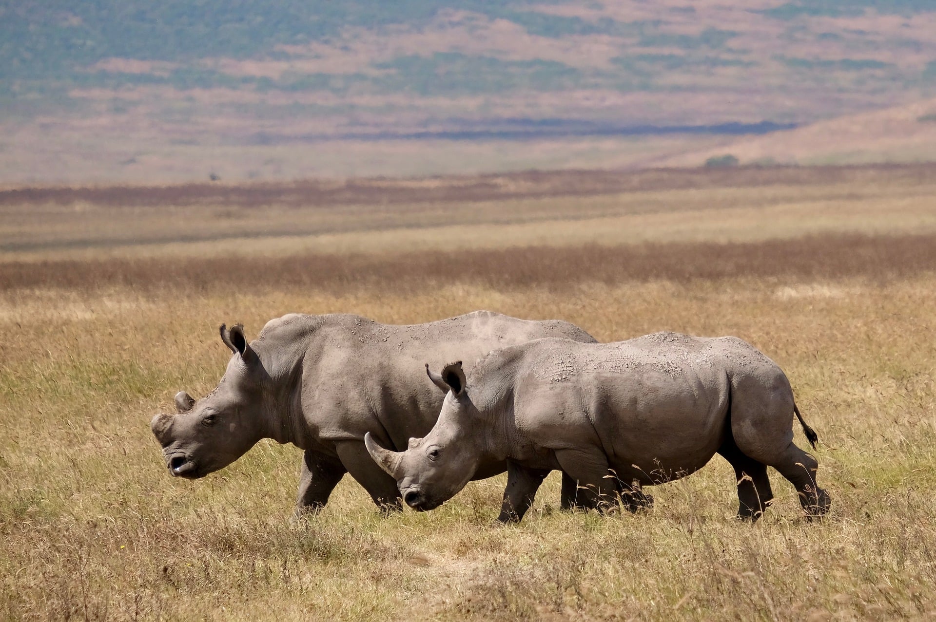 Panorama over the Ngorongoro Crater